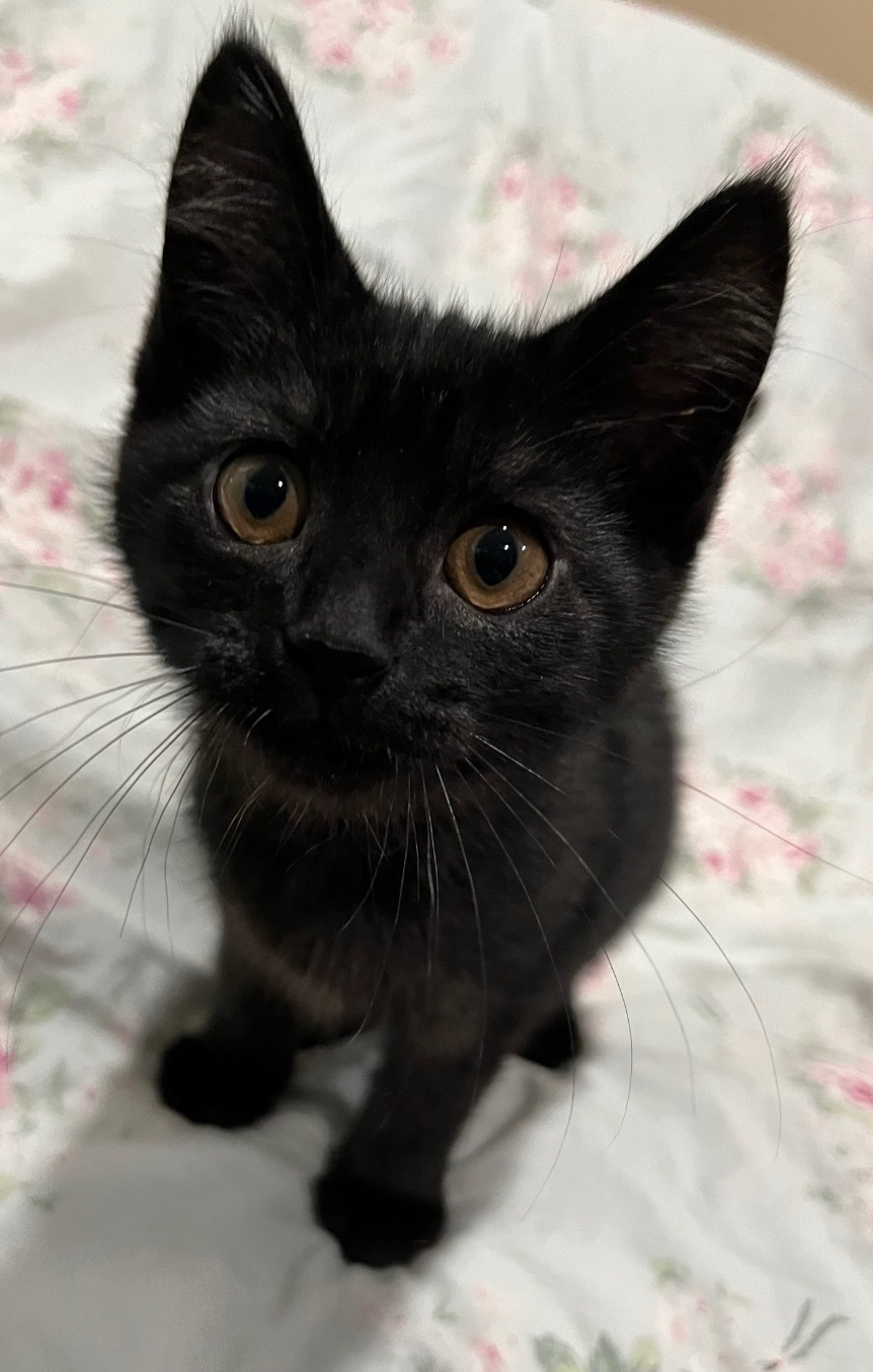 WCAHS black kitten