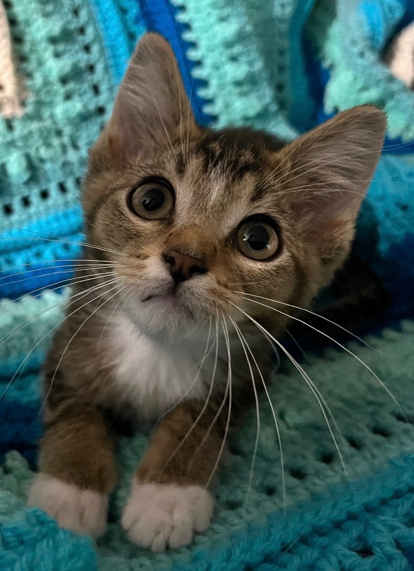 WCAHS kitten
