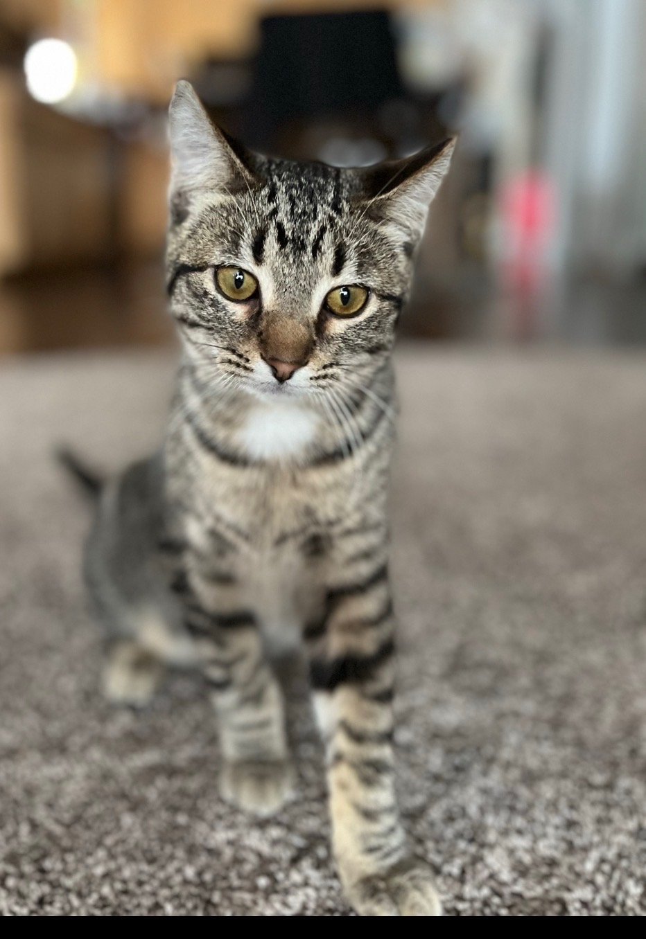 WCAHS tabby cat