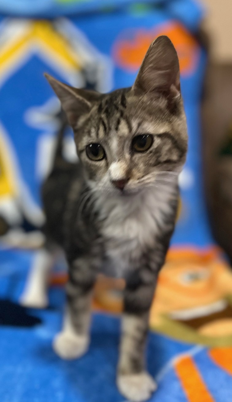 WCAHS tabby kitten
