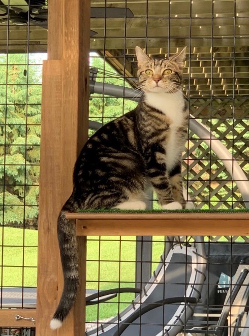 WCAHS cat in outdoor catio