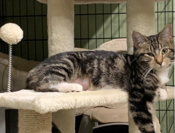 WCAHS cat on cat tree
