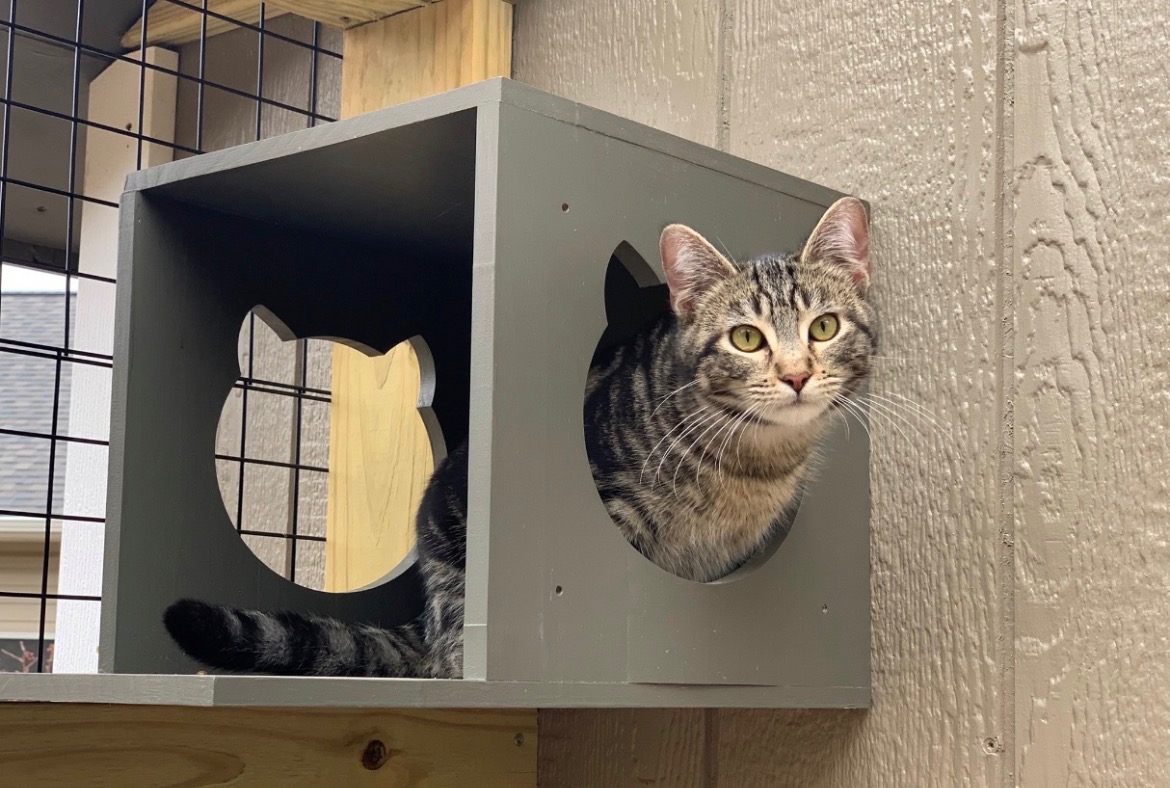 WCAHS cat peeking from cat house