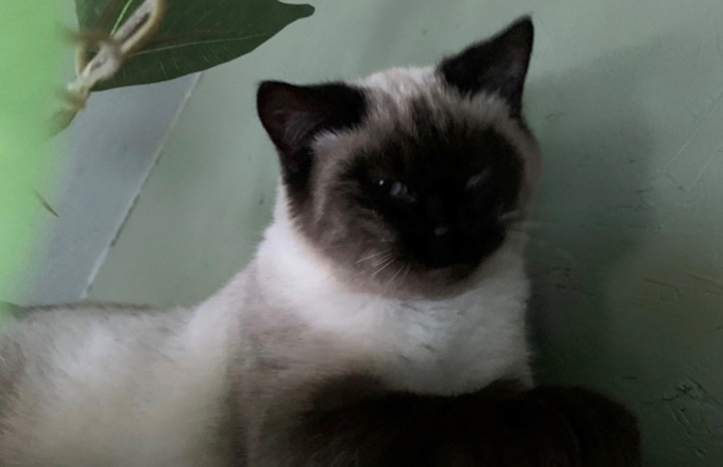 WCAHS Siamese cat