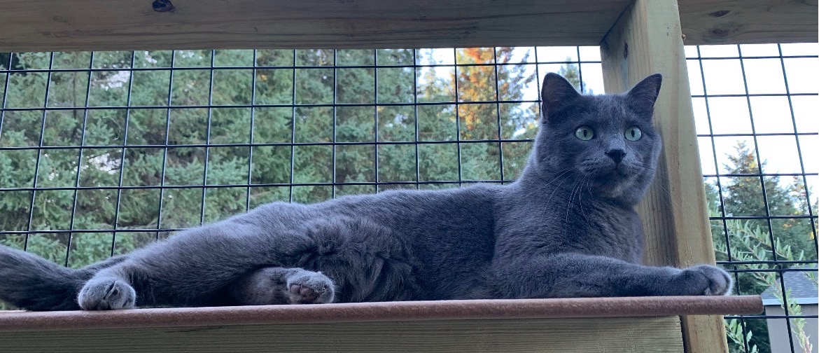 WCAHS grey cat