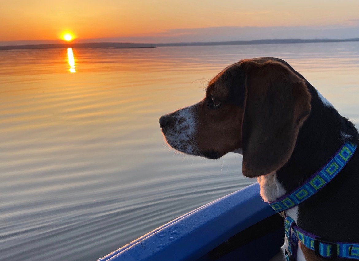 WCAHS beagle at sunset