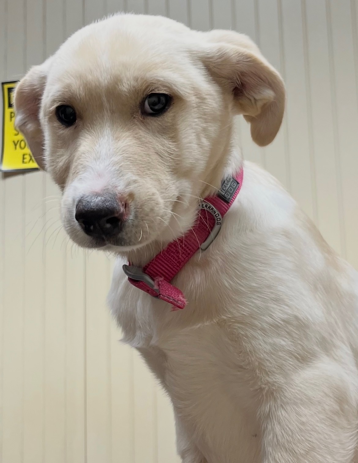 WCAHS foster puppy