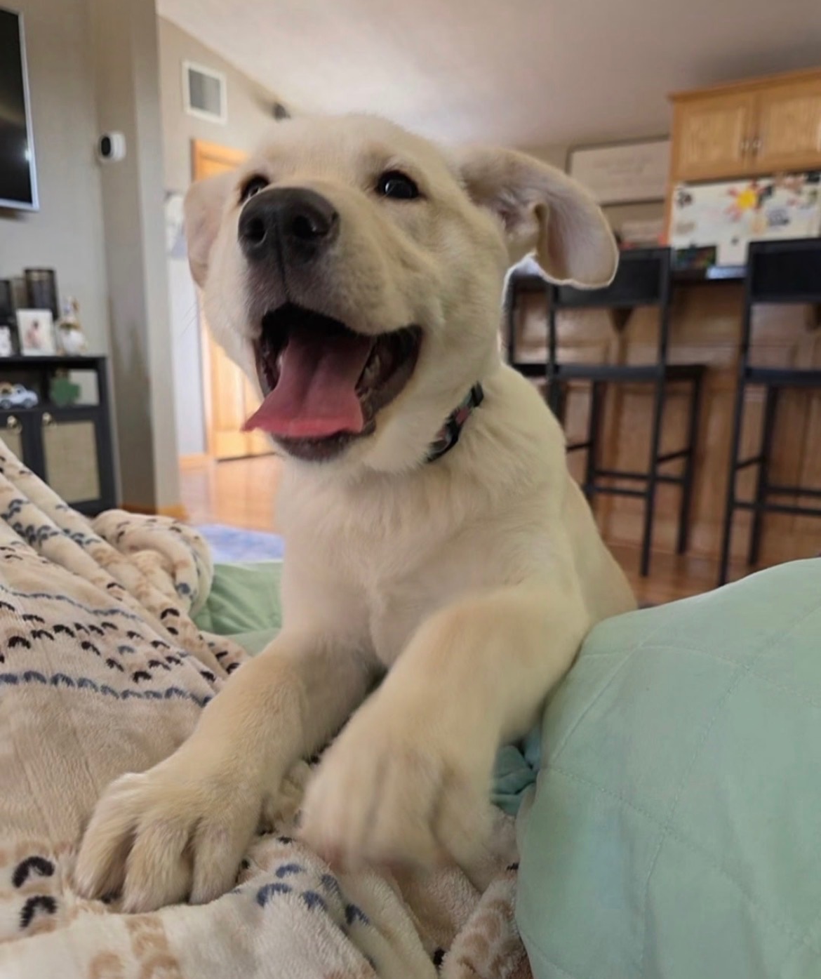WCAHS foster puppy at home